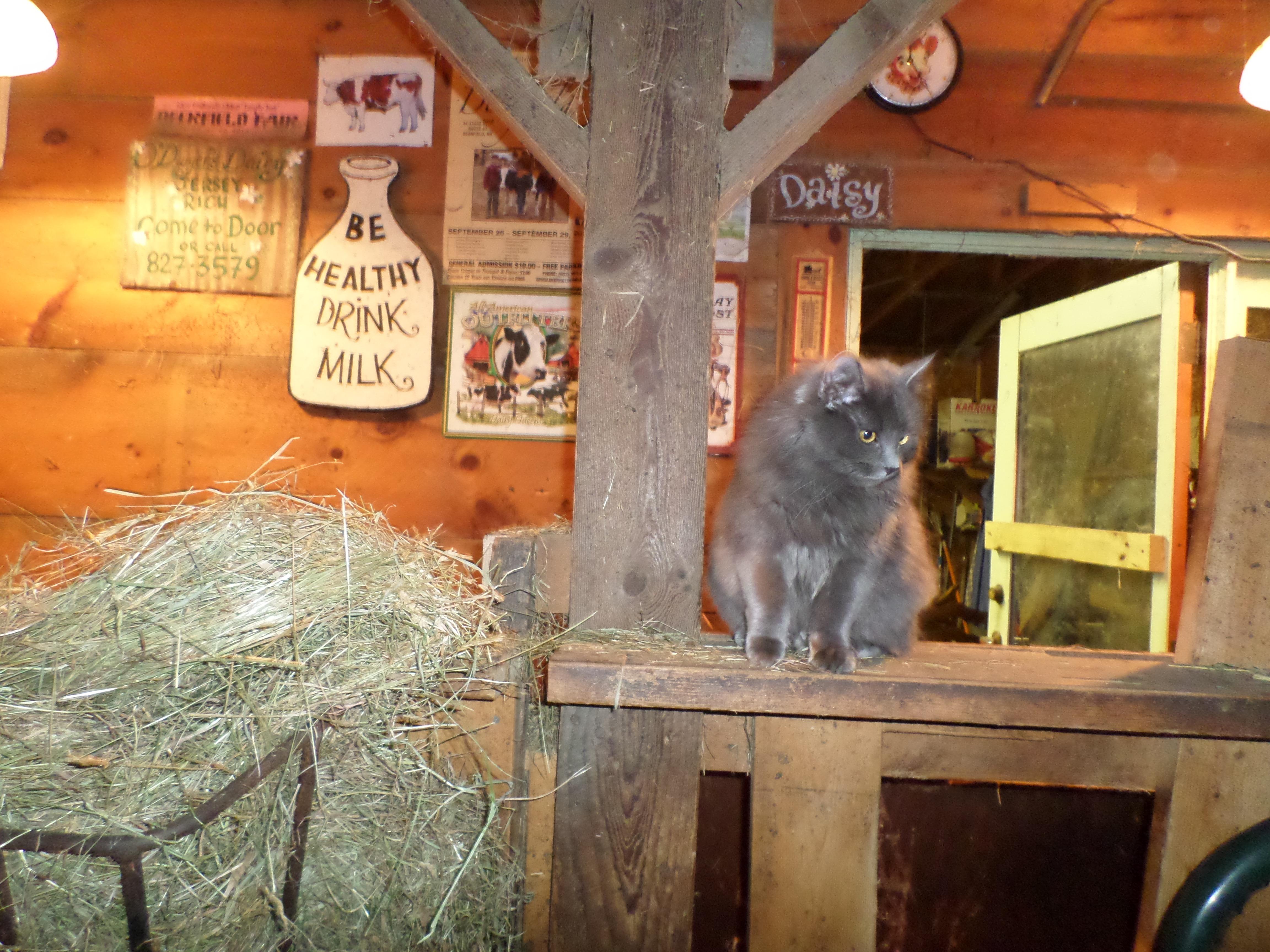 Ursula helping in the barn.